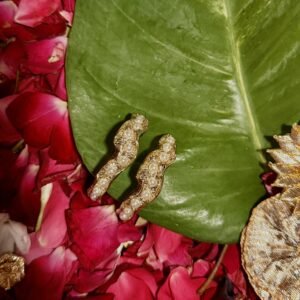 Chandni : Radiance of Chand raat